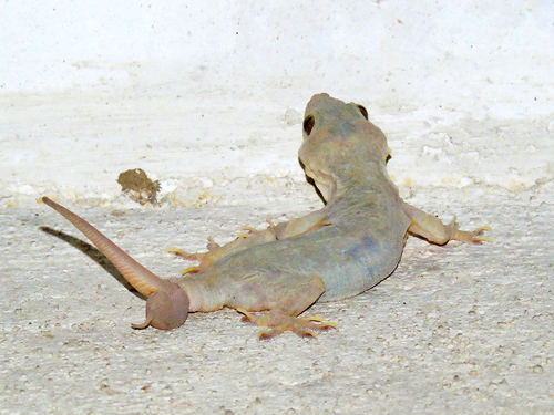 Yellow-belly gecko, Hemidactylus flaviviridis