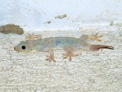 Hemidactylus flaviviridis