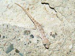 Cyrtopodion scabrum