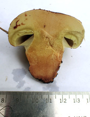 Cortinarius nanceiensis