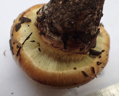 Cortinarius nanceiensis