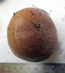Cortinarius nanceiensis