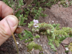 Phacelia sanzinii