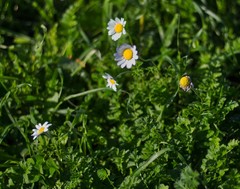Anthemis cretica
