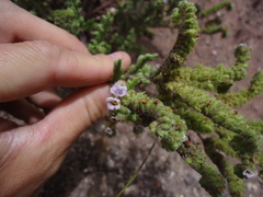 Phacelia sanzinii