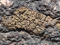 Montanelia disjuncta