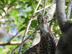 Tigrisoma lineatum