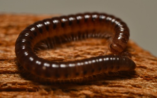 Ochre Snake Millipede, photo 5 of 10