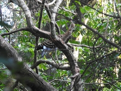 Tigrisoma lineatum
