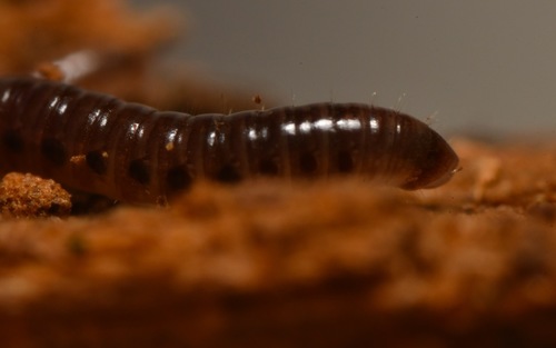Ochre Snake Millipede, photo 4 of 10