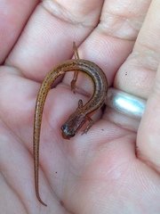 Eurycea chamberlaini