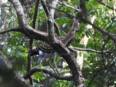 Tigrisoma lineatum