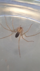 Loxosceles amazonica