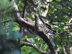 Tigrisoma lineatum