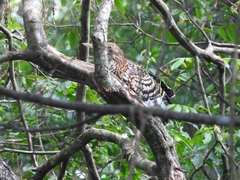 Tigrisoma lineatum