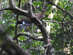 Tigrisoma lineatum