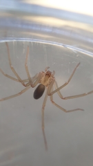 Loxosceles amazonica