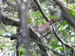 Tigrisoma lineatum