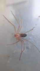 Loxosceles amazonica