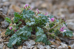 Scrophularia ruprechtii