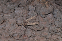 Lithophane semibrunnea