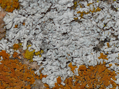 Xanthoparmelia coloradoensis