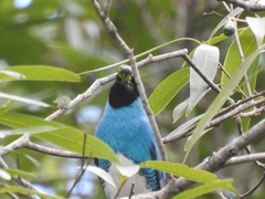 Tersina viridis