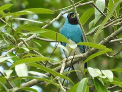 Tersina viridis