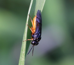 Halidamia affinis