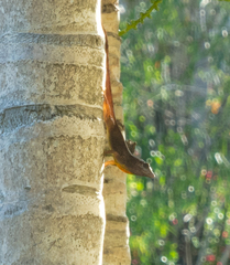 Anolis grahami