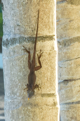 Anolis grahami