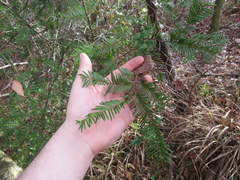 Taxus floridana
