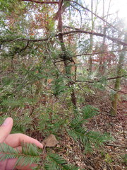 Taxus floridana