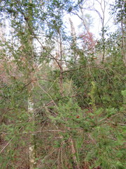 Taxus floridana