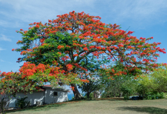 Delonix regia