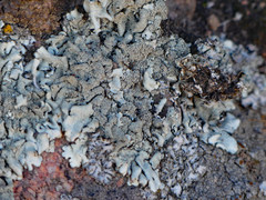 Xanthoparmelia lavicola