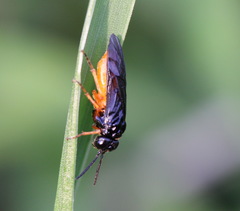 Halidamia affinis