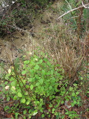 Scutellaria mellichampii