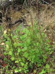 Scutellaria mellichampii