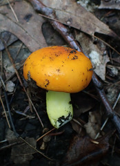 Russula xantho