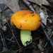 Russula xantho - Photo (c) jan_thornhill, some rights reserved (CC BY-NC)