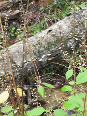 Scutellaria mellichampii