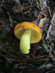 Russula xantho