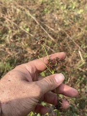 Rhynchospora recognita