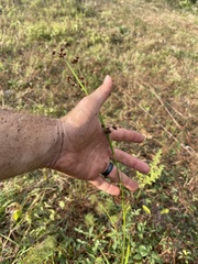 Rhynchospora recognita