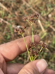 Rhynchospora recognita