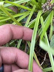 Rhynchospora recognita