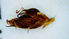 Rhynchospora recognita