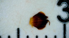 Rhynchospora recognita