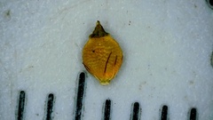 Rhynchospora recognita